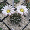 Semillas del cactus Acanthocalycium klimpelianum