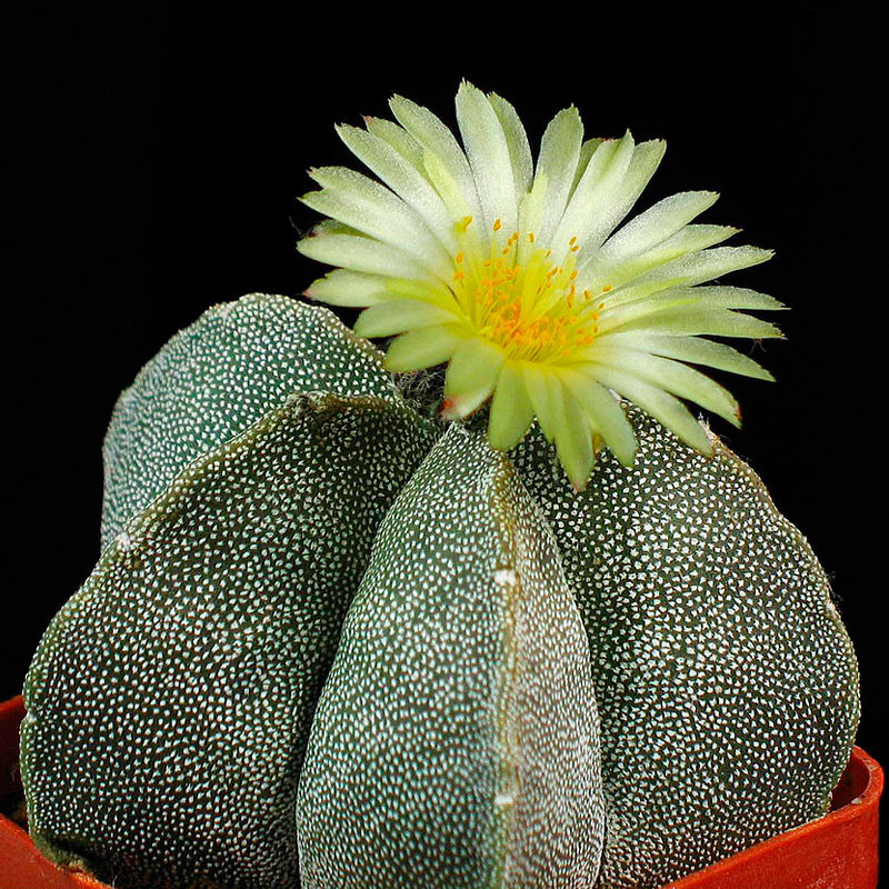 Semillas del cactus Astrophytum myriostigma de flor amarilla