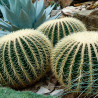 semillas de cactus asiento de suegra