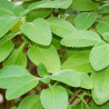 Boldo de la india planta Plectranthus barbatus