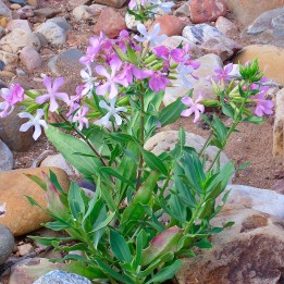 Saponaria / Jabonera - 1 planta