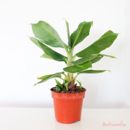 Platanera canaria - 1 planta