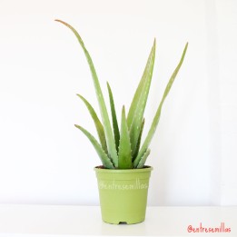 Aloe vera - Planta
