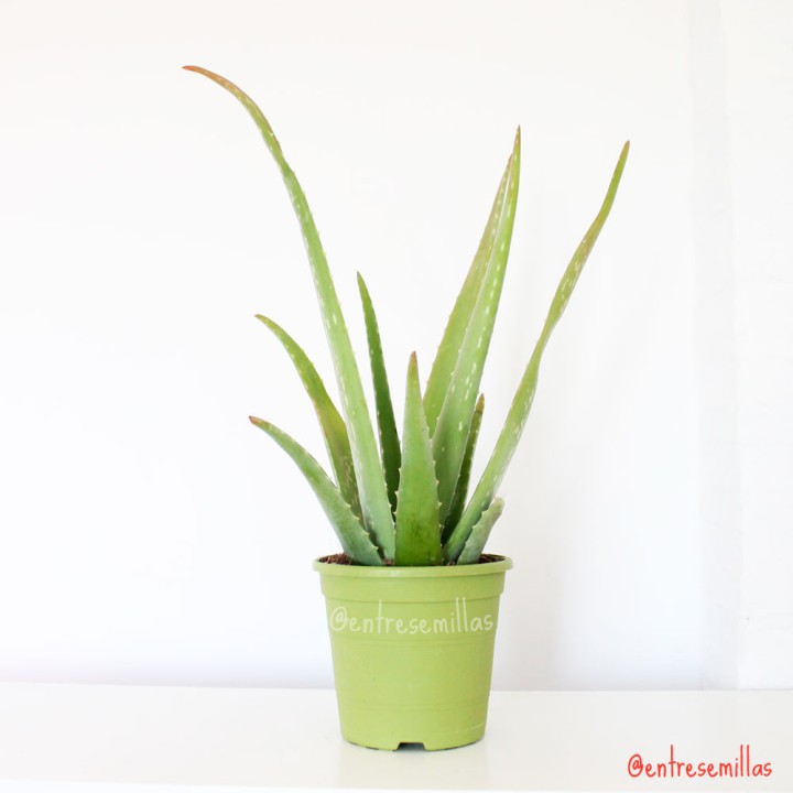 Aloe vera - Planta