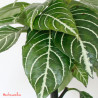 hojas de aphelandra squarrosa dania