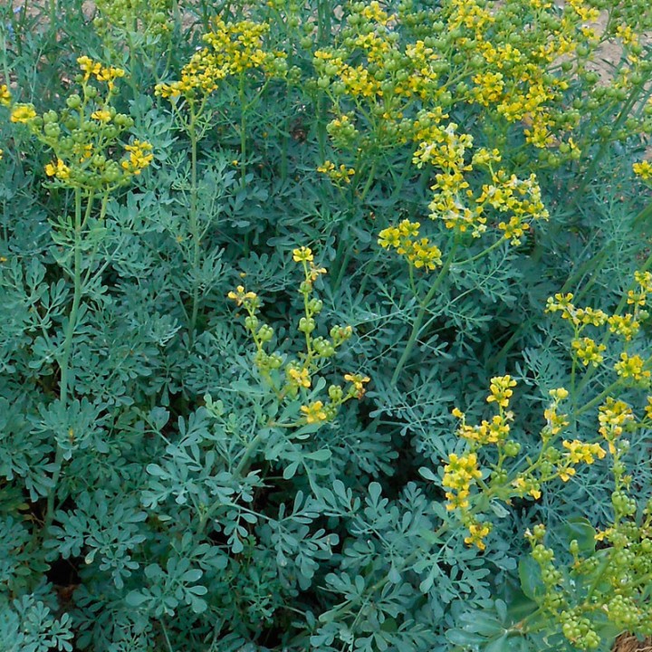 Ruda - 1 planta