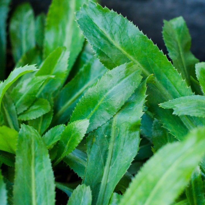 Comprar online planta Culantro (Eryngium foetidum) a la venta en España