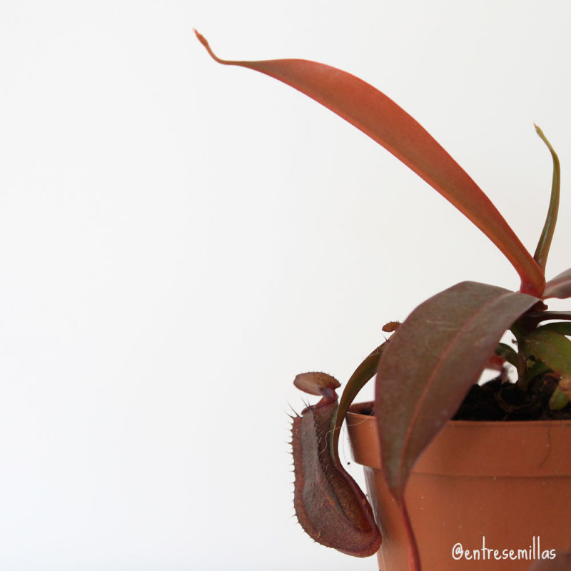 nepenthes planta