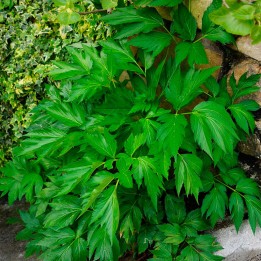 Semillas de Angelica Keiskei, planta japonesa del envejecimiento