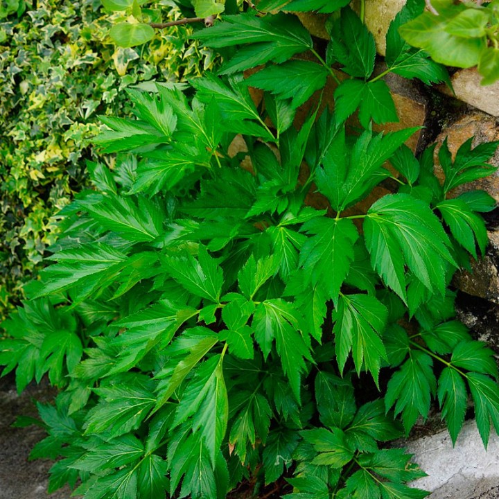 Semillas de Angelica Keiskei, planta japonesa del envejecimiento