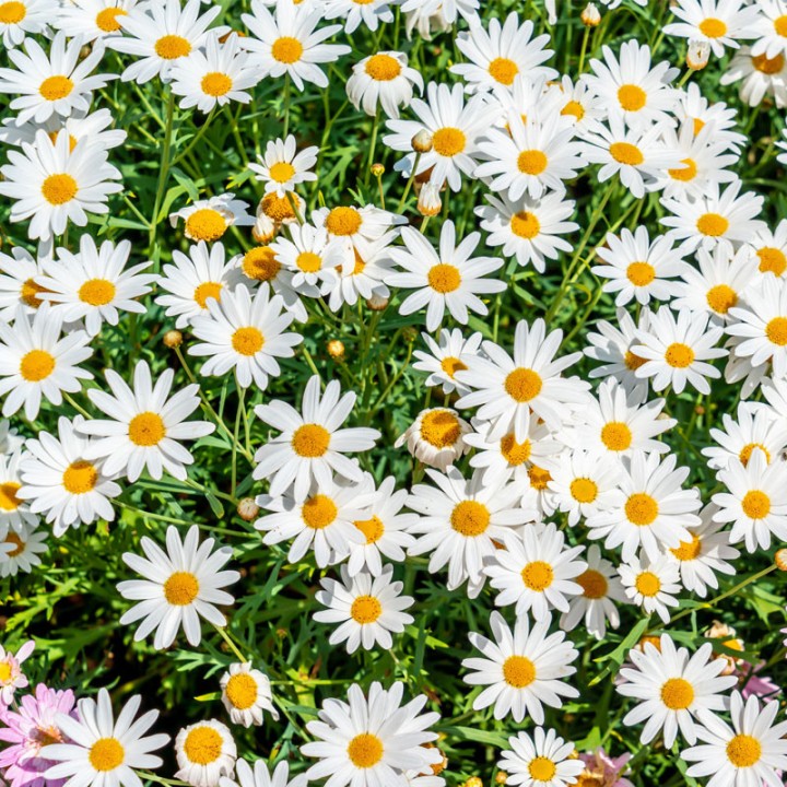 Semillas de Margaritas (Leucanthemum vulgare) | Tienda de semillas