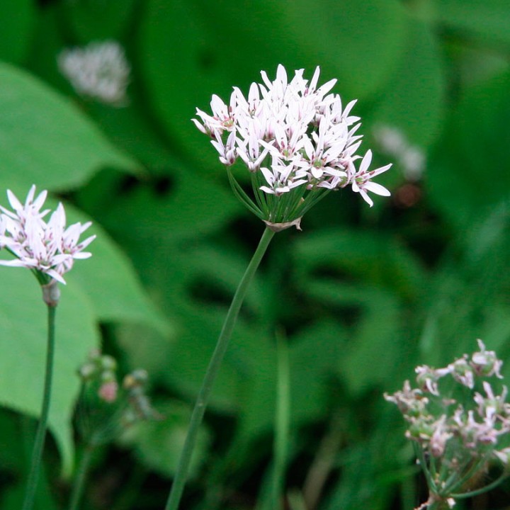 Semillas de Cebollino chino (Allium ramosum) o Cebollino de ajo