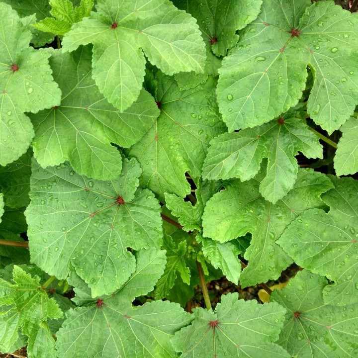 semillas de okra quimbombo verde hortalizas raras africa ocra