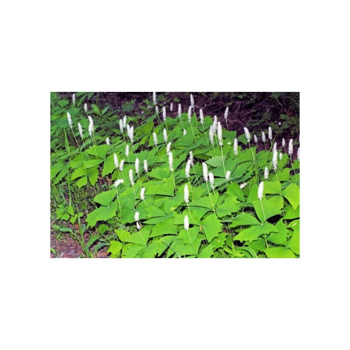 Semillas de Achlys triphylla hojas vainilla plantas raras comprar