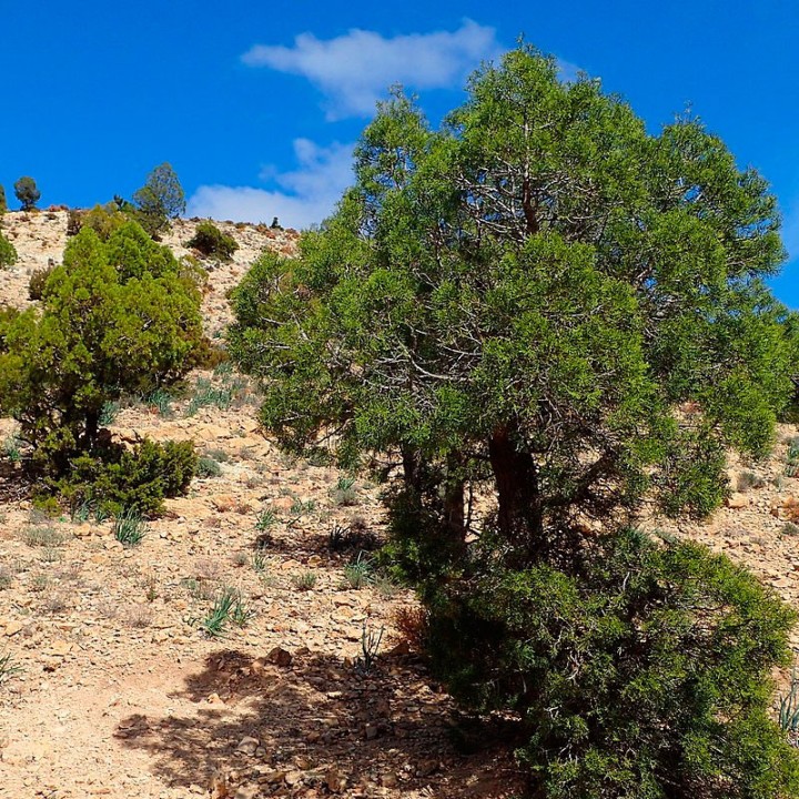 Semillas de Araar (Tetraclinis articulata) | Tienda de semillas