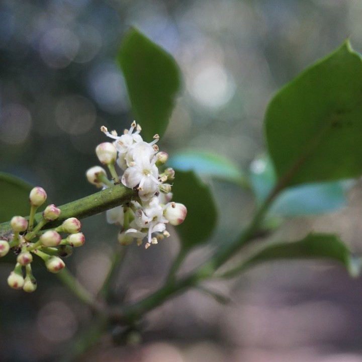 semillas de acebo ilex aquifolium