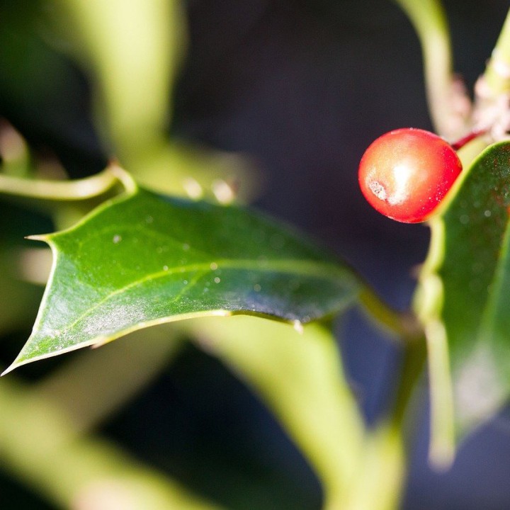 semillas de acebo ilex aquifolium
