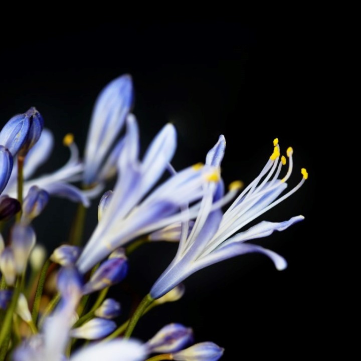 Semillas de Agapantos (Agapanthus africanus) Lirio de África Lirio del Nilo