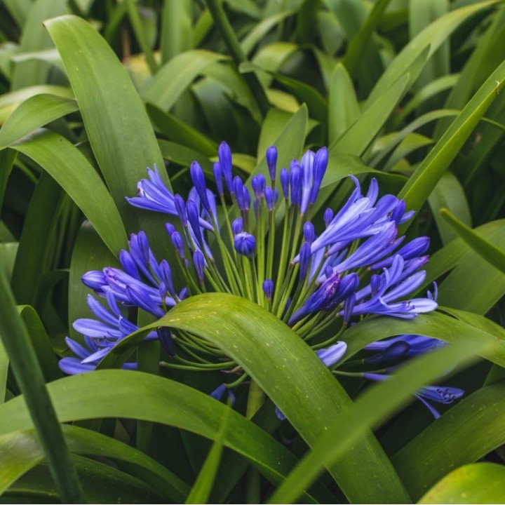 Semillas de Agapantos (Agapanthus africanus) Lirio de África Lirio del Nilo