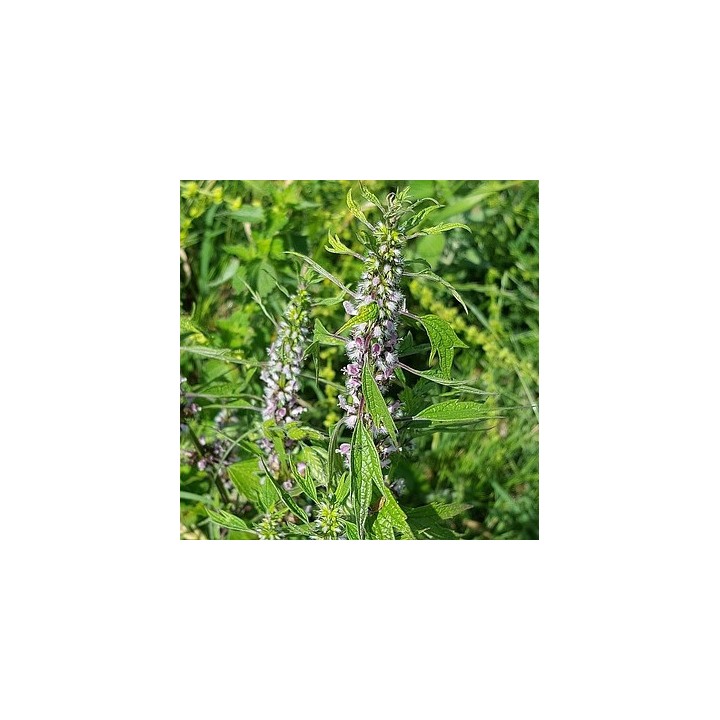 Semillas de Leonurus cardiaca, Agripalma Planta medicinal para sembrar