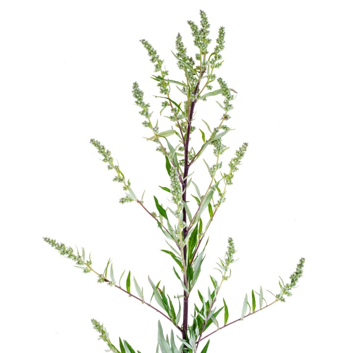 Semillas de Artemisia absinthium, ajenjo común
