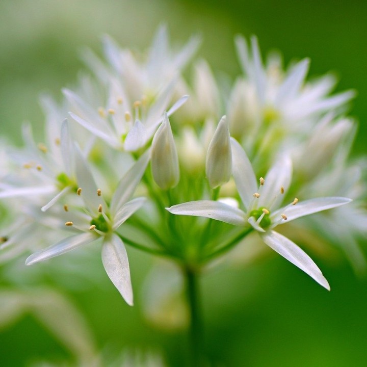 Allium ursinum semillas
