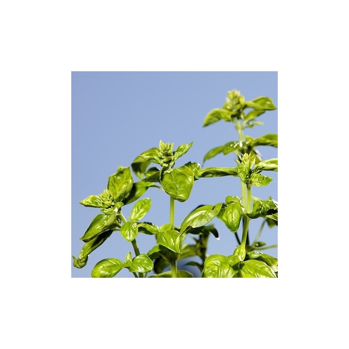 Semillas de Albahaca hoja ancha (Ocimum basilicum) genovesa para sembrar
