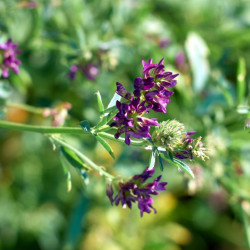 alfalfa flor