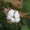 Algodón - Sobre 10 semillas