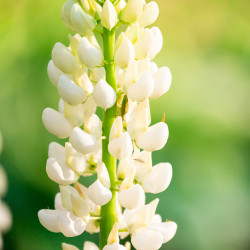 White Lupin flores altramuz