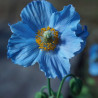 flor himalaya azul blue poppy