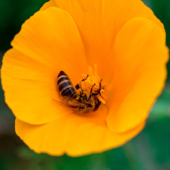 Semillas de Amapola de California naranja (Eschscholzia californica)