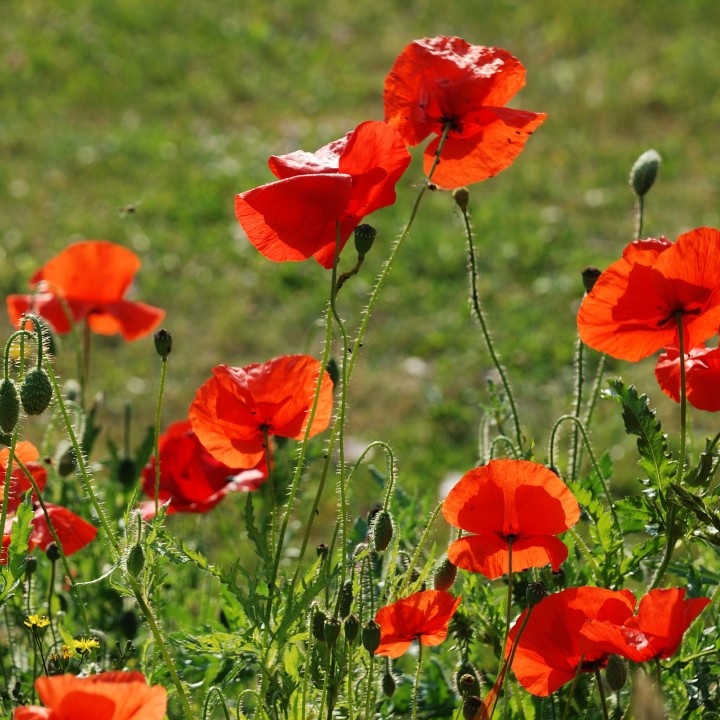 Semillas de Amapola roja (Papaver rhoeas) para sembrar a buen precio