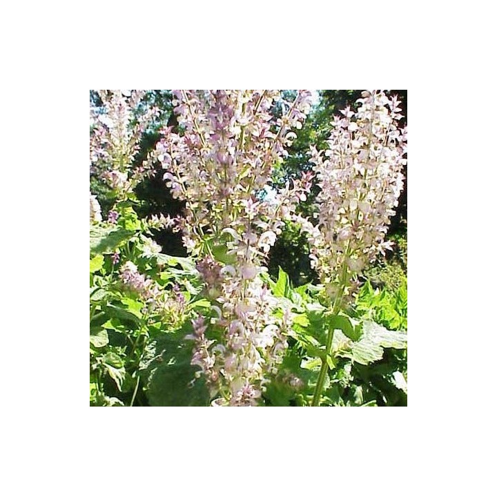 Salvia sclarea - Sobre 30 semillas