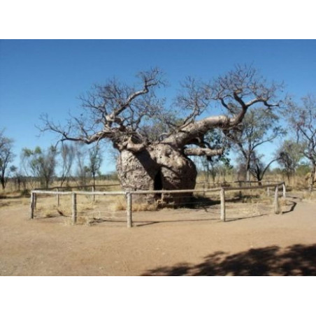 Baobab (Adansonia madagascariensis)
