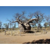 Baobab (Adansonia madagascariensis)