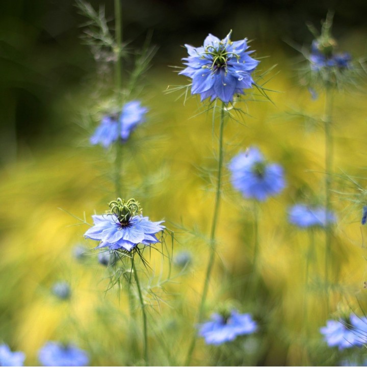 Semillas Nigella | Comprar semillas de nigella damascena