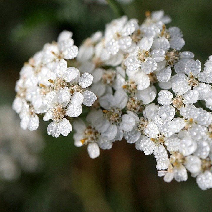 Semillas de Milenrama (Achillea millefolium) milhojas | EntreSemillas