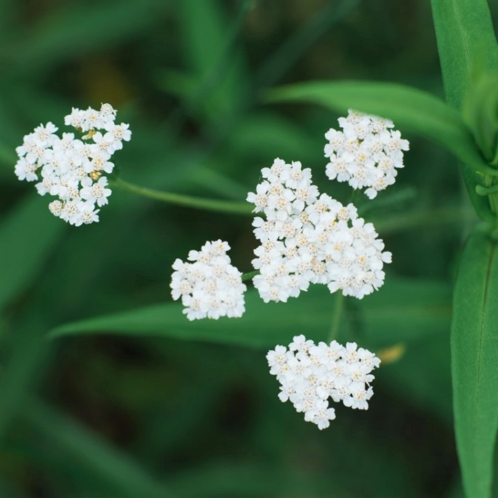 Semillas de Milenrama (Achillea millefolium) milhojas | EntreSemillas