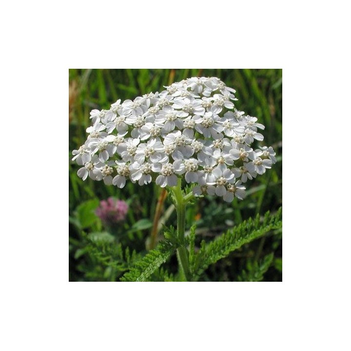 Semillas de Milenrama (Achillea millefolium) milhojas | EntreSemillas