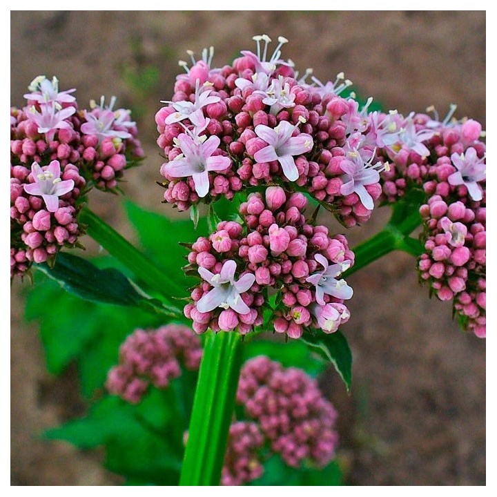 Valeriana - Sobre 100 semillas