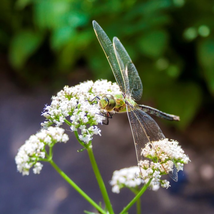 Semillas de Valeriana officinalis medicinal | Semillas de plantas medicinales