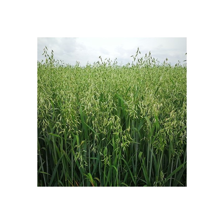 Semillas de Avena sativa para sembrar, siembra tu propia avena