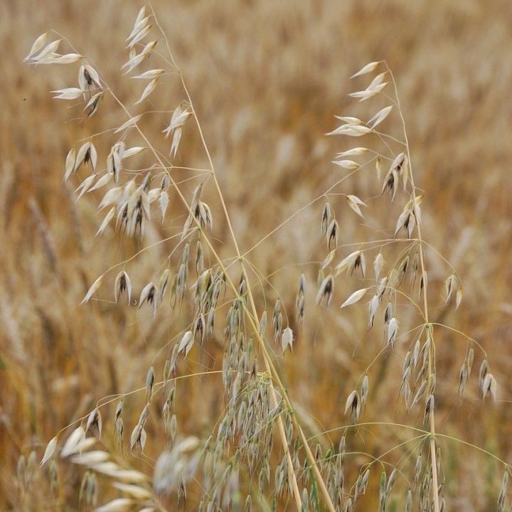 Semillas de Avena sativa para sembrar, siembra tu propia avena