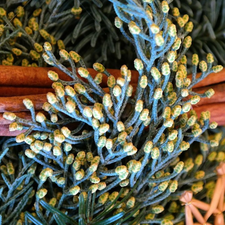 Semillas de Ciprés de Arizona (Cupressus arizonica)