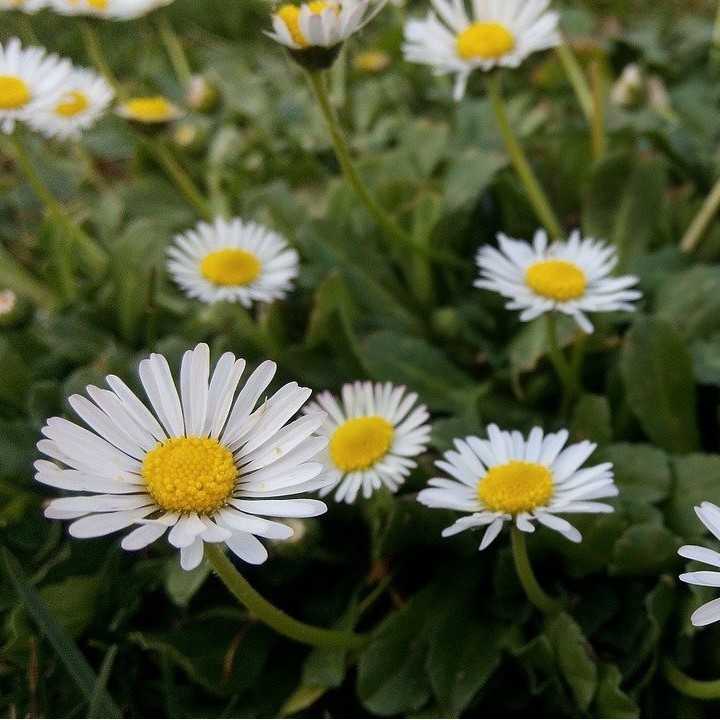 Comprar semillas Bellis Perennis  | Tienda de semillas