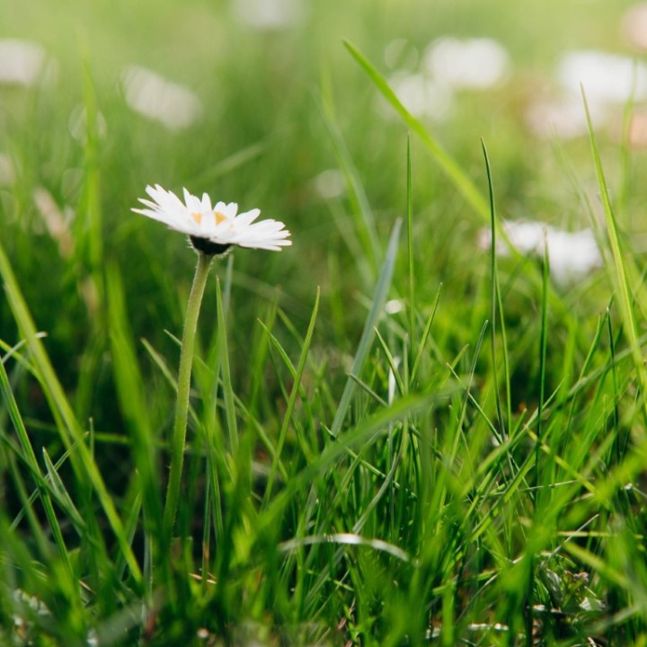 Comprar semillas Bellis Perennis  | Tienda de semillas