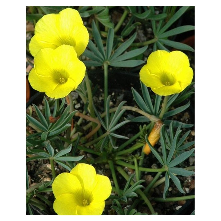 Oxalis flava - 1 bulbo en maceta