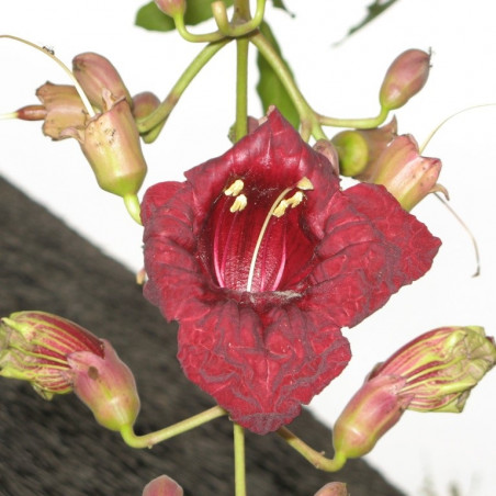 SAFLAX - Graines D'Arbre à Saucisses (Kigelia Pinnata) - 10 Graines - Plante Africaine Curieuse - 9