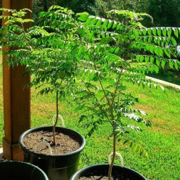 Semillas de Árbol del Curry (Murraya koenigii) | Semillas online